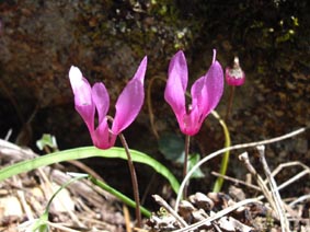 Cyclamen repandum